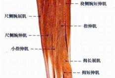 【网球肘】筋膜疗法