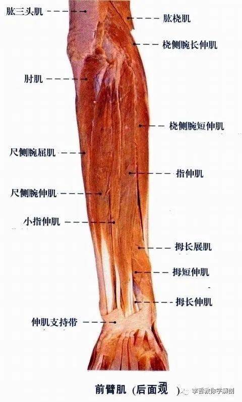 【网球肘】筋膜疗法